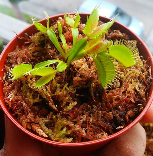Planta Carnivoras Baby Venus Atrapamoscas Drosera Capensis