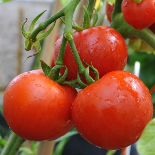 20 Semillas De Tomate Matina En Racimo