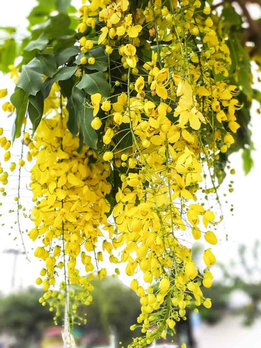 Arbol Llluvia De Oro 