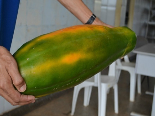 100 Sementes Do Mamão Vietnamita Kaek Dahm Grande Produção!