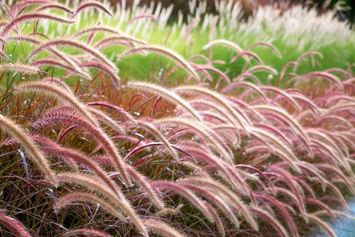 Plantas De Pennisetum Rubra Grandes - Paisajismo