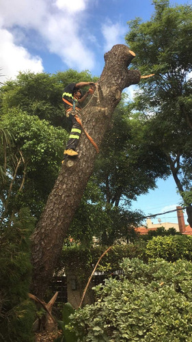 Imagen 6 de 10 de Talas Y Podas - Árboles Limpiezas De Terrenos 095487799
