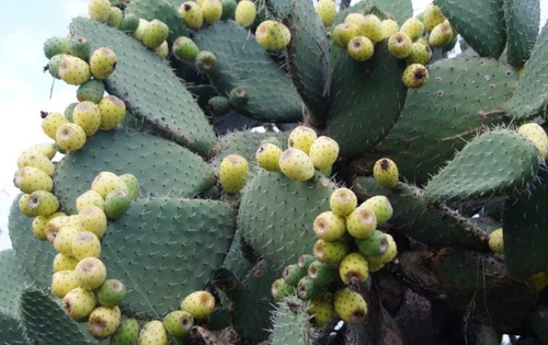 3 Pencas De Opuntia O Nopal Xoconostle, 3 Variedades, Mp