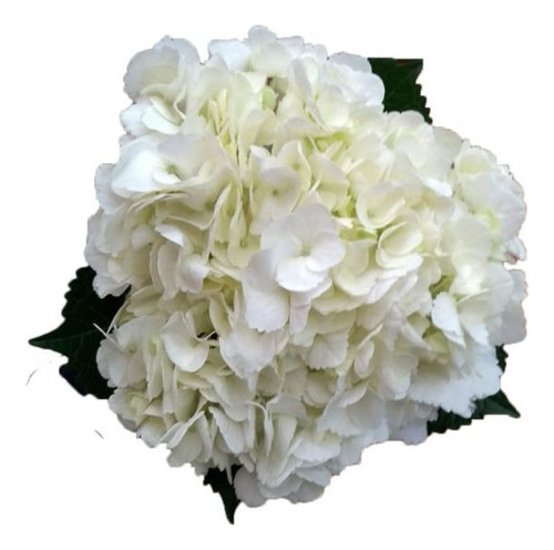 Hortensias / Hydrangea Macrophylla (flor Rosada Y Blanca)