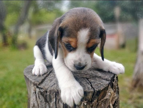 Cachorros Beagle Puros.