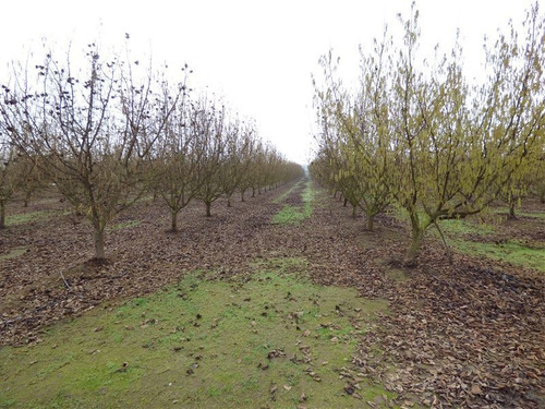 Imagen 4 de 12 de Agrícola En Venta En Pelarco