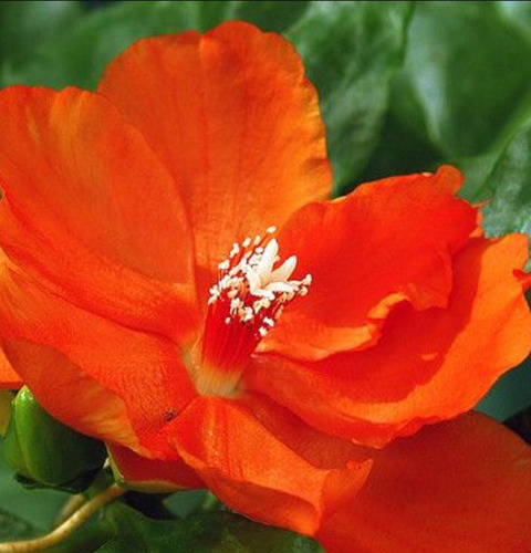 No Semilla Pereskia Bleo Flor Anaranjada Envío Gratis!!