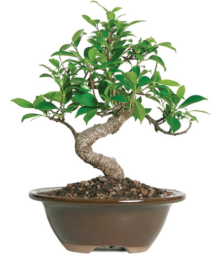 , Bonsai De Ficus Golden Gate