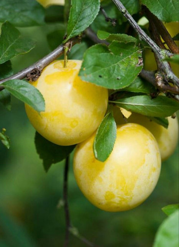 Árbol Ciruelo Amarillo