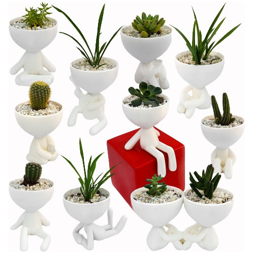 11 Macetas 3decofriendly Suculentas Cactus Robert Plant