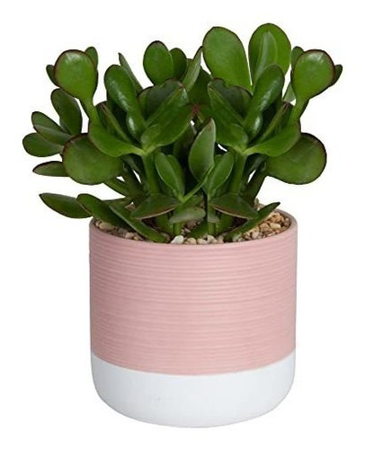 Planta Suculenta En Maceta Moderna, 6  Ideal Para Regalo.