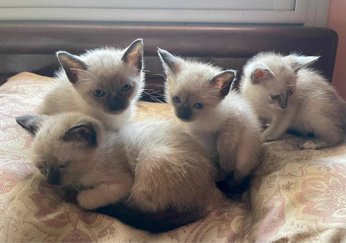 Imagen 2 de 4 de Gatos Siameses