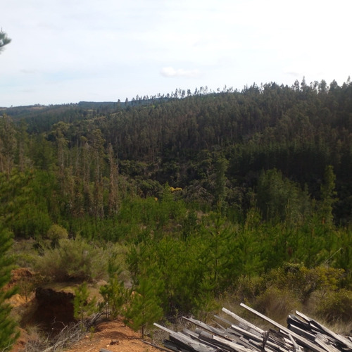 Lindo Sitio Con Bosque En La Cercanía De Pichilemu