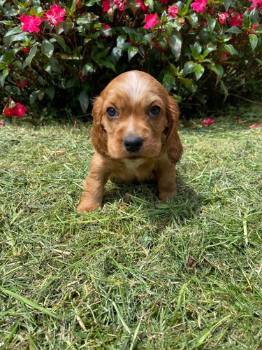 Perros Cocker En Venta En Bogota