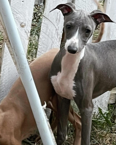 Galgo Italiano Pequeno Lebrel Italiano Menor Que Whippet