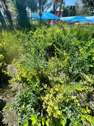 Pack X100 Un Planta Cerco Vivo Oleo Texano Excelentes Plantas Vivero Mayorista Zona Oeste Cerco Perimetral