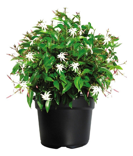 Jazmin Español ( Planta ) Jasminum Nitidum 60 Cm 