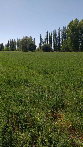 Imagen 3 de 6 de Unica Oportunidad!excelente Finca De 31 Has,s.r.l Y Marca Registrada En Productos Alimenticios