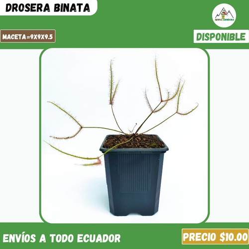 Plantas Carnívoras | Variedad De Géneros Y Especies