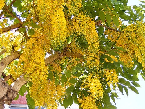 200 Sementes Acacia Amarela Chuva De Ouro