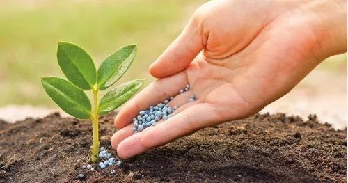 Más de 5000 semillas de lavanda sin OMG, semillas de hierbas perennes con  90% de germinación, semillas de lavanda para plantar en interiores y