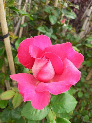 Imagen 1 de 9 de Rosa Trepadora, Rosal Perfumado 15lts