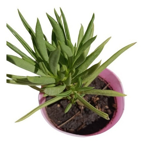 Peperomia Ferreyrae, Maceta 9, Suculenta