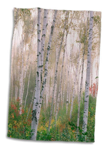 3d Rose Ee. Uu.-nuevo Hampshire. Birch Trees In Clearin...