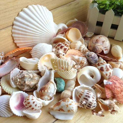 Set De Manualidades Con Conchas Marinas De Playa De 500 G Pa