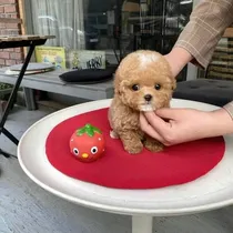 Comprar Cachorros Maltipoo De Bolsillo