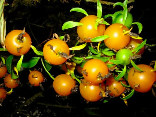 3 Pereskia Aculeata Uña De Gato Cactus Frutal Ya Con Envio