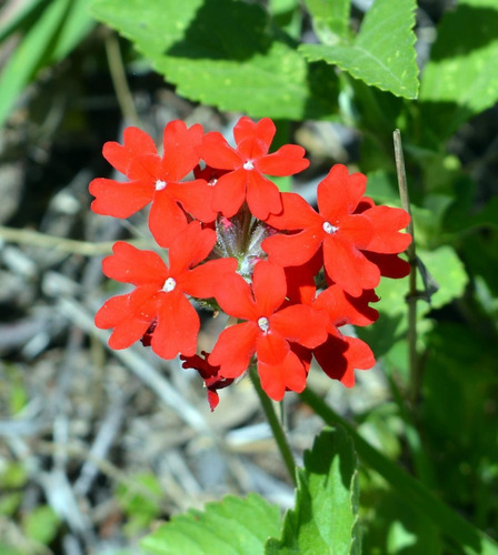 Semillas De Margarita O Verbena X 30 Unid. 