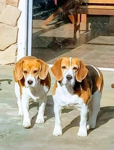 Imagen 5 de 8 de Cachorros Beagles