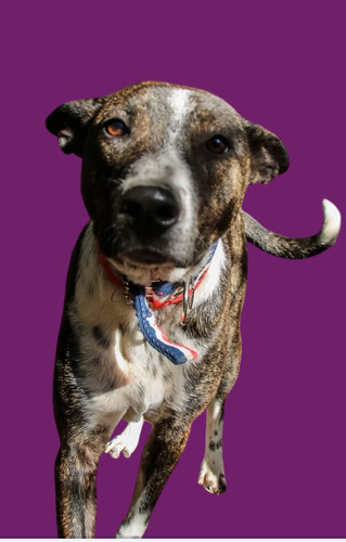 Hugo Mix De Bull Terrier Atigrado Bellísimo,, Adopcion