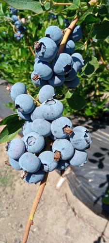 Campo Frutícola En Venta En Linares