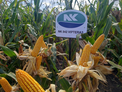 Semilla Maíz Nk 842 Viptera3