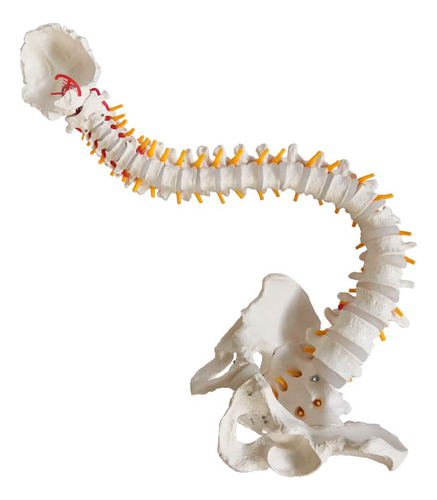 Modelo De Columna Vertebral A Tamaño Real.