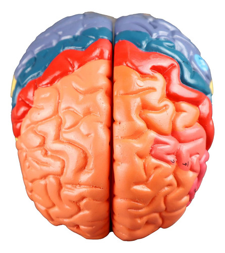 Parco Scientific Pb00108 Modelo De Cerebro Regional - 3 Part