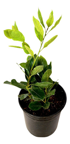 Planta Laurel Floracion