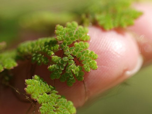 50 Helecho De Agua-azolla