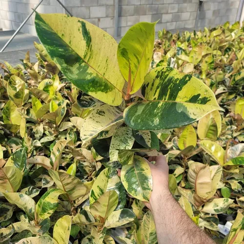 Ficus Elastica Shivereana - Planta De Caucho Variegada