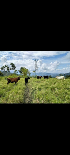 Excelente Finca En Chiguara Mérida