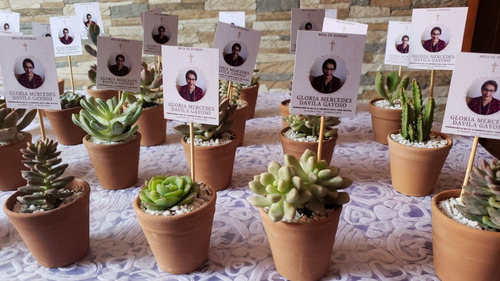 Imagen 6 de 6 de Amor A Las Plantas, Recuerdo De Seculentas Coleccion Aa