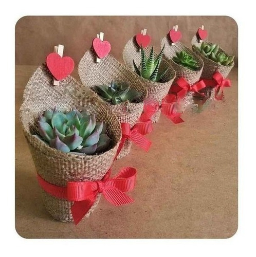 Imagen 7 de 9 de Suculentas Plantas Vivas Cactus, Recuerdos Colección Dsctos