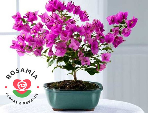 Bonsai Bugambilia, Plantas Ornamentales, Planta Bugambilia