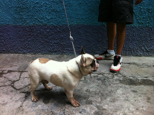 Bulldog Frances Alquilo Semental  Con  Pedigree