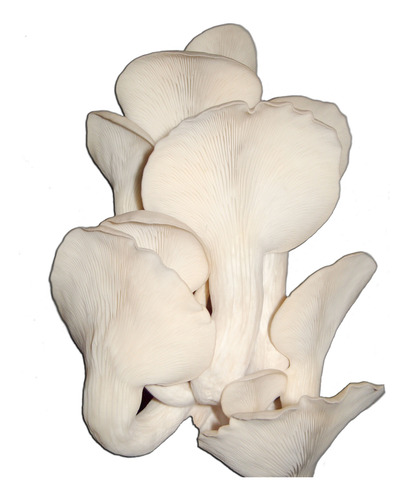 1 Kg Micelio Hongo Seta Blanco Semilla Pleurotus Ostreatus
