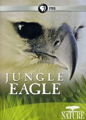 Nature: Jungle Eagl