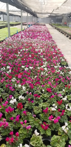 Imagen 4 de 4 de Cyclamen Micro Miniatura Violeta Alpes Ideal Souvenir X 3