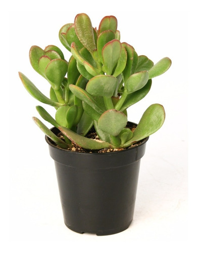 Muda Suculenta Crassula Ovata| Jade